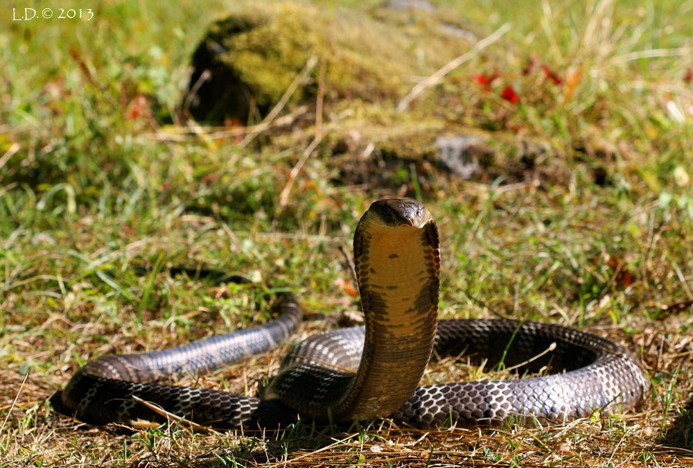 Police Arrest Man Who Allegedly Lost a Deadly Cobra Last Year