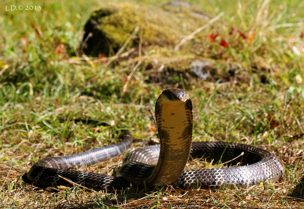 Police Arrest Man Who Allegedly Lost a Deadly Cobra Last Year