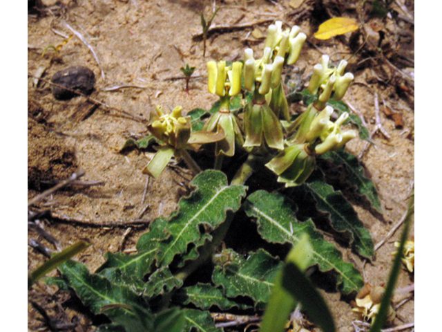 Rare Texas Plant Proposed for Addition to Endangered Species List