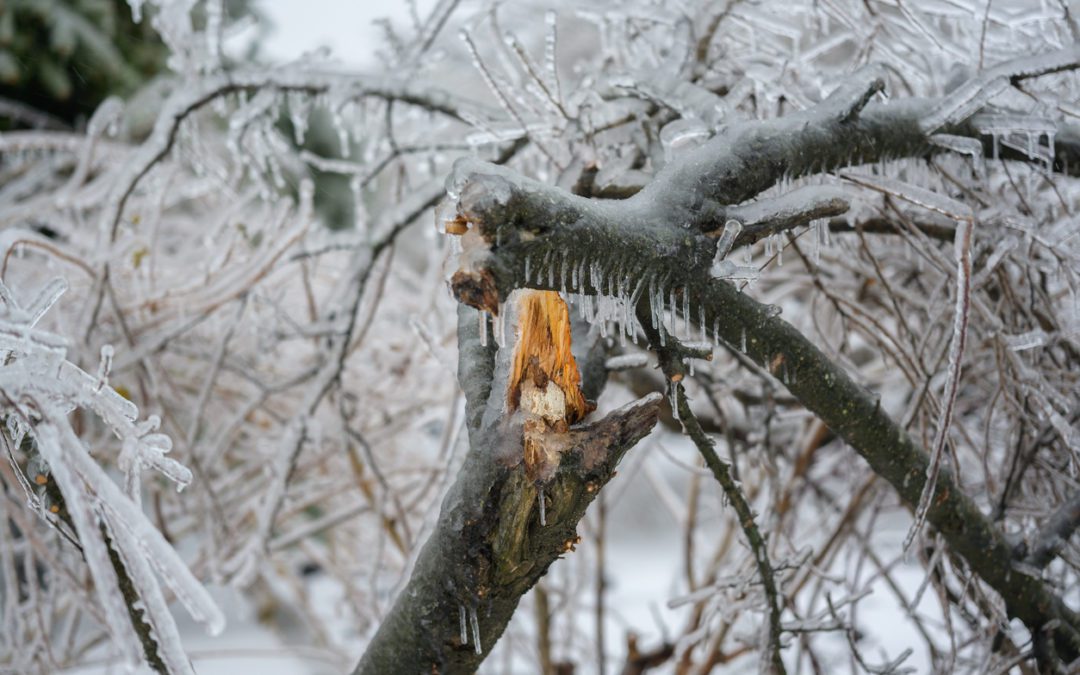 Freezing Temperatures Cause Trees to Explode Amid Winter Storm