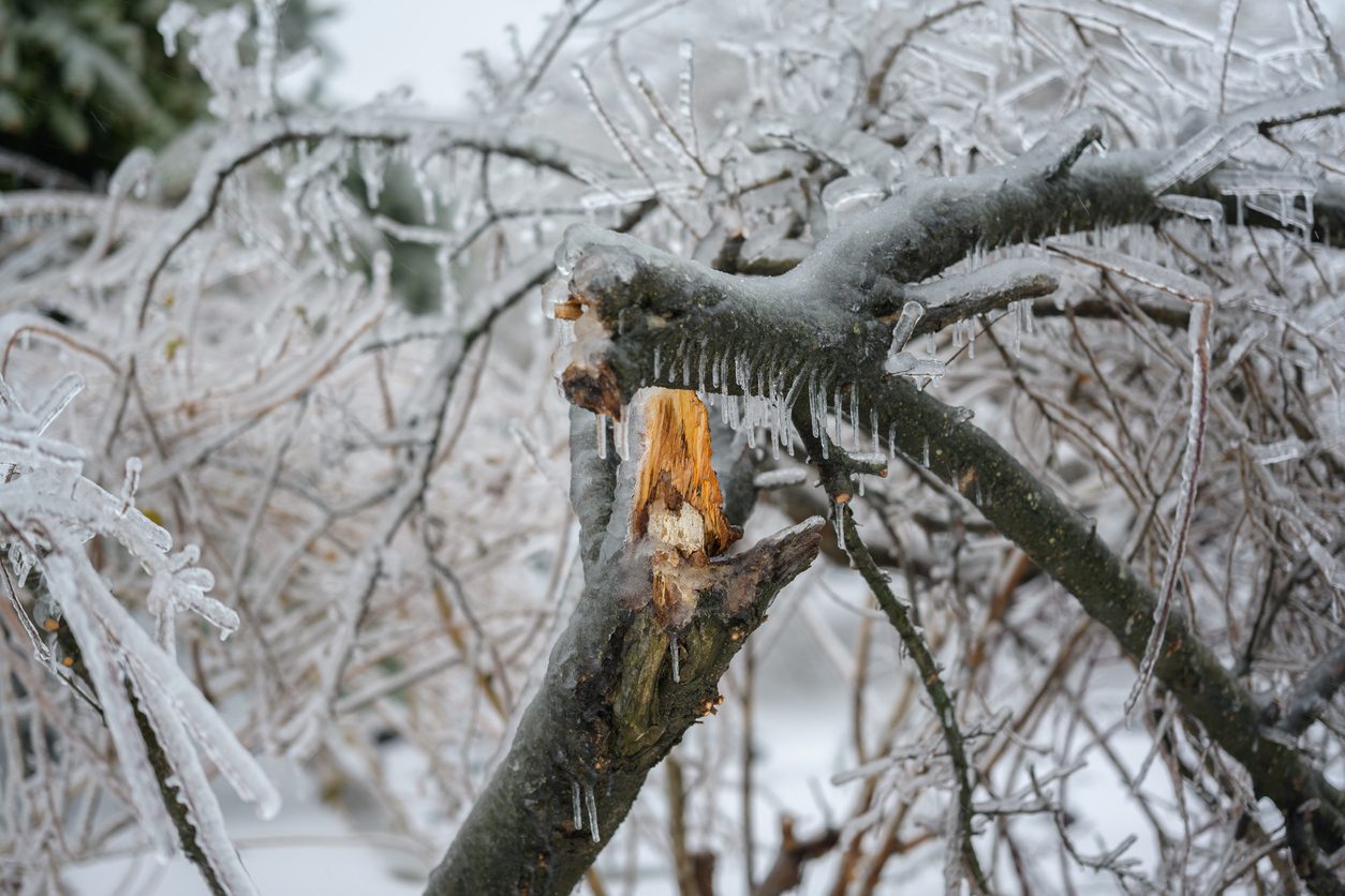 Las temperaturas bajo cero hacen que los árboles exploten en medio de una tormenta de invierno