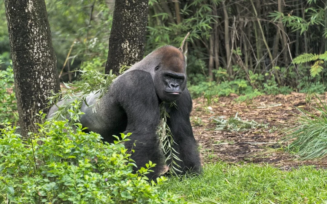Vet Services Confirms Positive Status of Five Dallas Zoo Gorillas