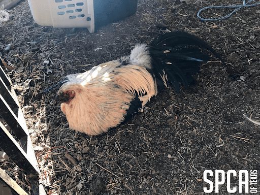 La SPCA de Texas otorgó la custodia de 131 aves supuestamente utilizadas para peleas de gallos