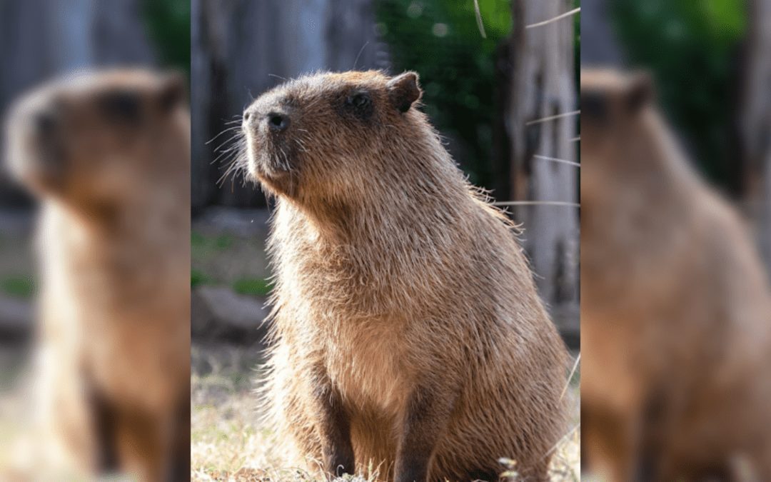 Zoológico de Dallas anuncia muerte de su capibara residente