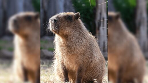 Dallas Zoo Announces Death of its Resident Capybara