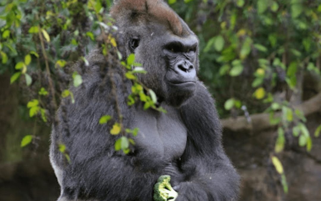 Dallas Zoo Gorillas That Tested Positive for COVID-19 Cleared of the Virus