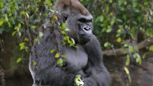 Dallas Zoo Gorillas That Tested Positive for COVID-19 Cleared of the Virus