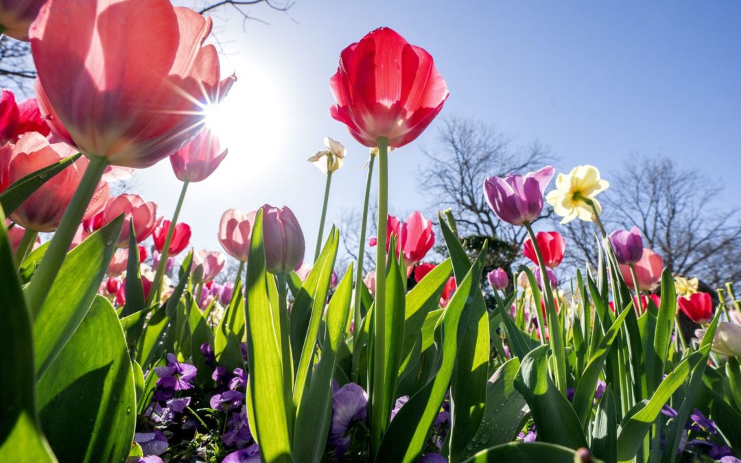 Dallas Blooms Returns with ‘Birds in Paradise’ Theme
