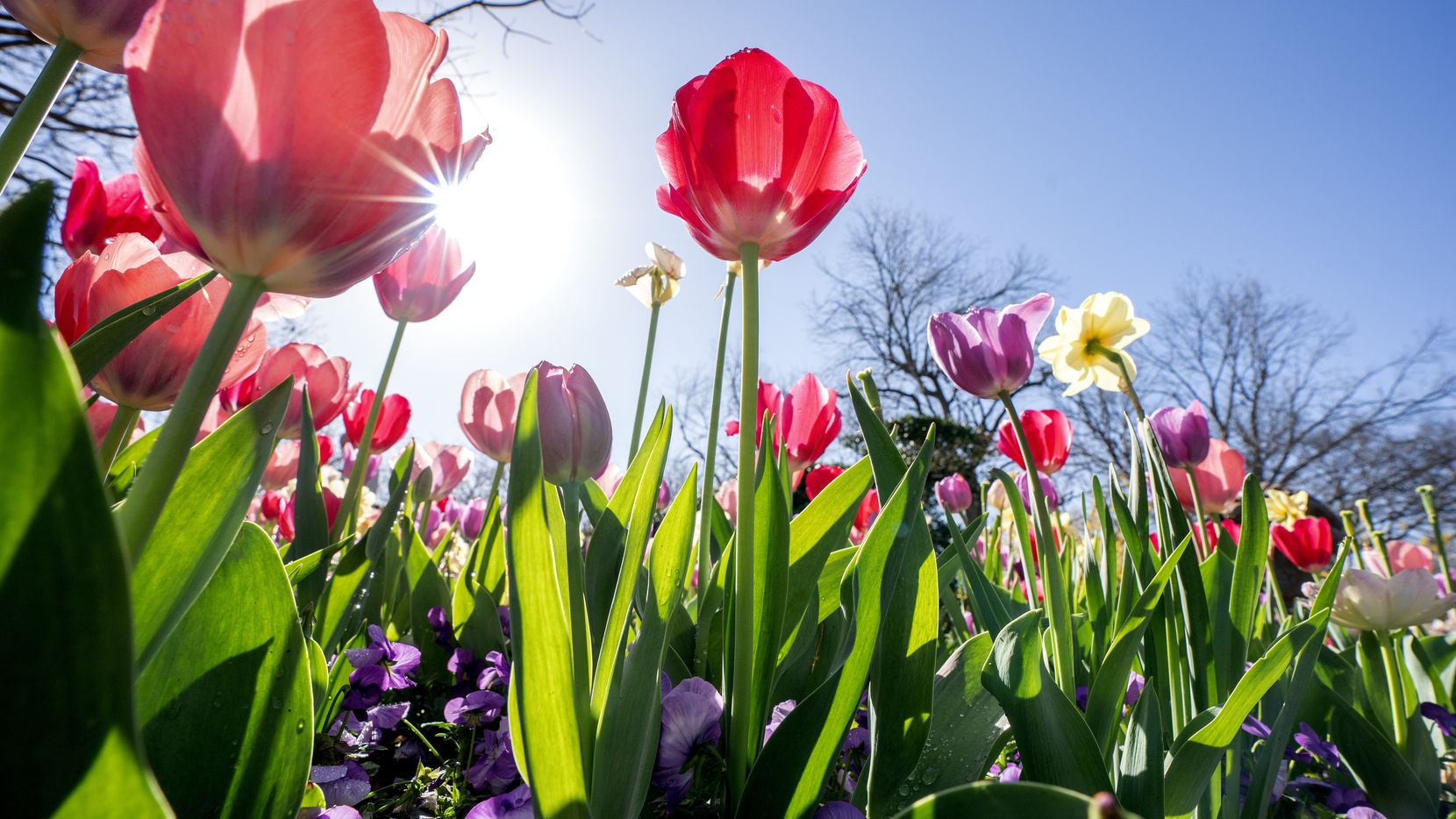 Dallas Blooms Returns with ‘Birds in Paradise’ Theme