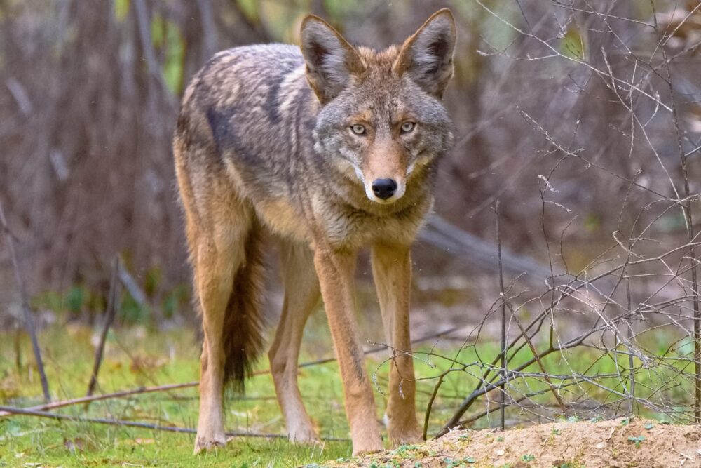 Coyote Attacks Woman’s Dog, Animal Services Lists Safety Precautions