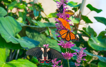 Botanic Garden Reopens Butterfly Exhibit after Temporary Closure