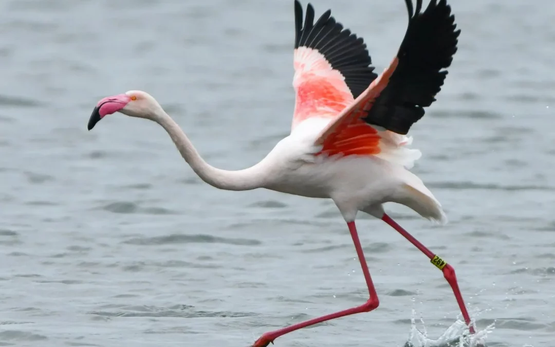 Flamingo on the Run Spotted in Texas