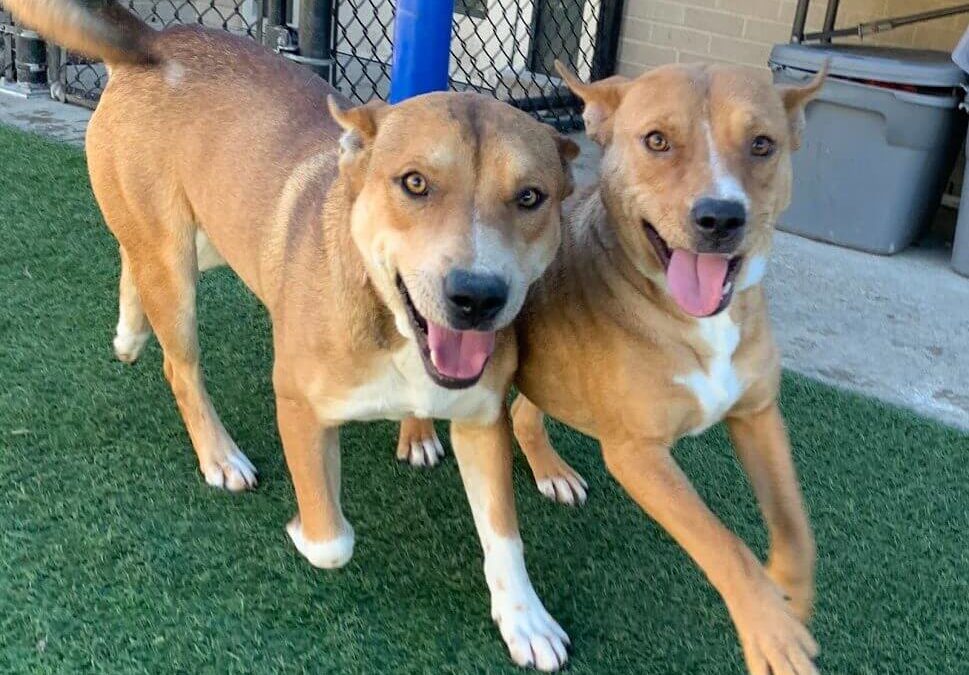 Dallas Shelters Seek Adoption and Fosters
