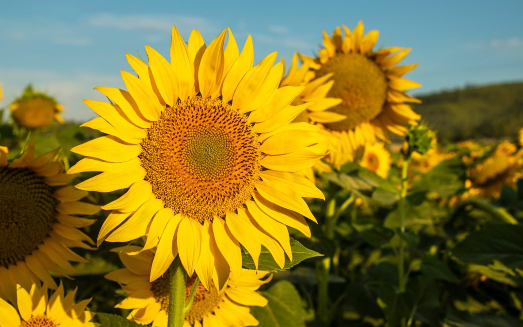Dallas Artists Create Sunflower Art for Ukraine