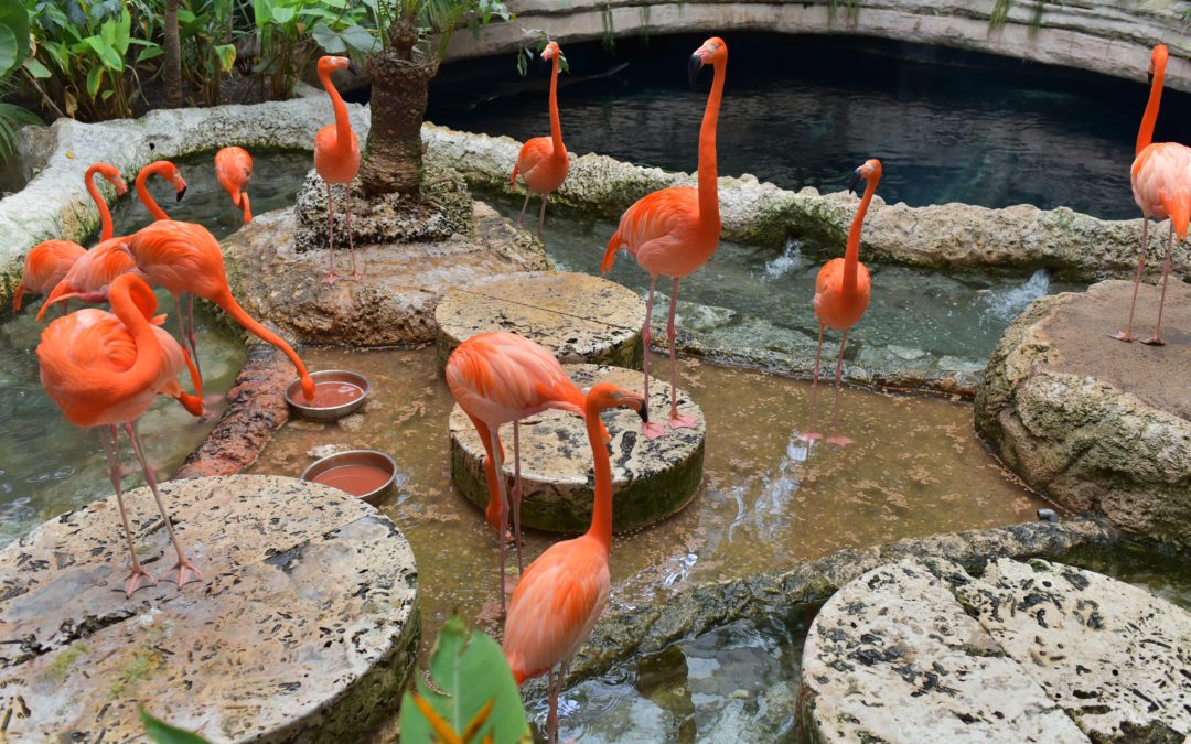 Bird Flu Threatens Dallas Zoo Exhibits