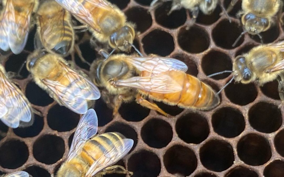 Couple’s Bee-Keeping Becomes Business and Conservation Project