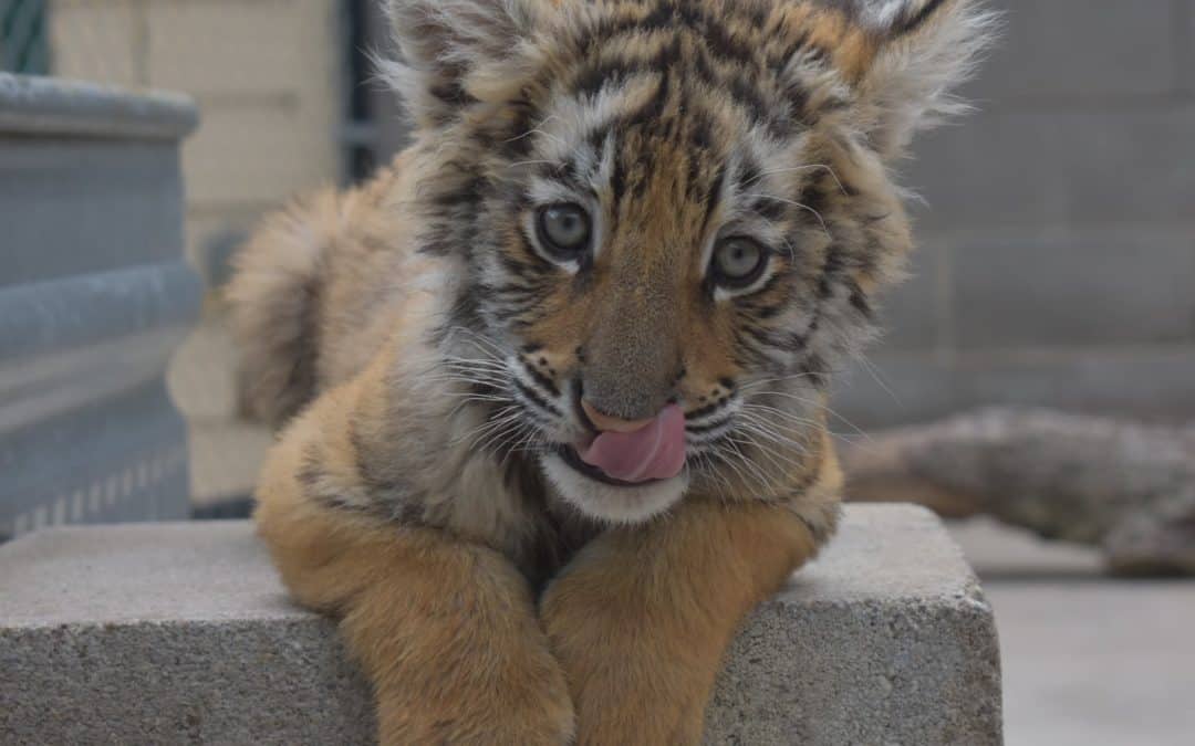 Tiger Cub incautado en el sur de Texas recibe un nuevo hogar en DFW