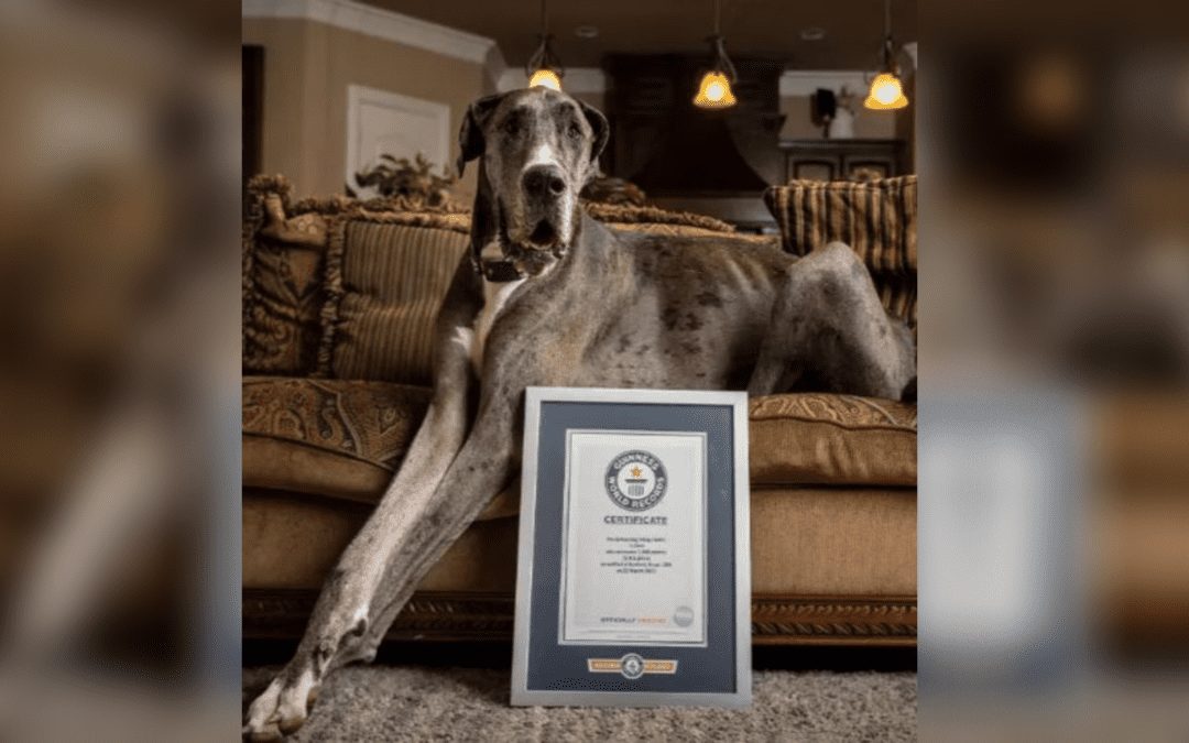 Texas Dog Confirmed as World’s Tallest Dog