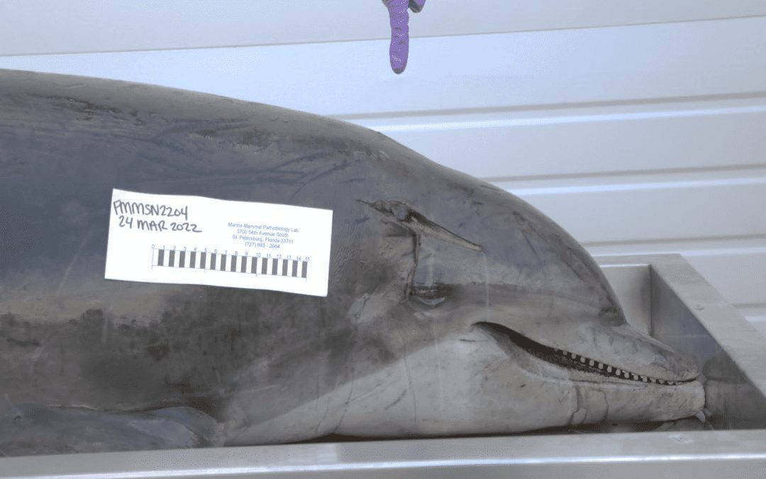 NOAA Offering Reward for Information on Dead Dolphin