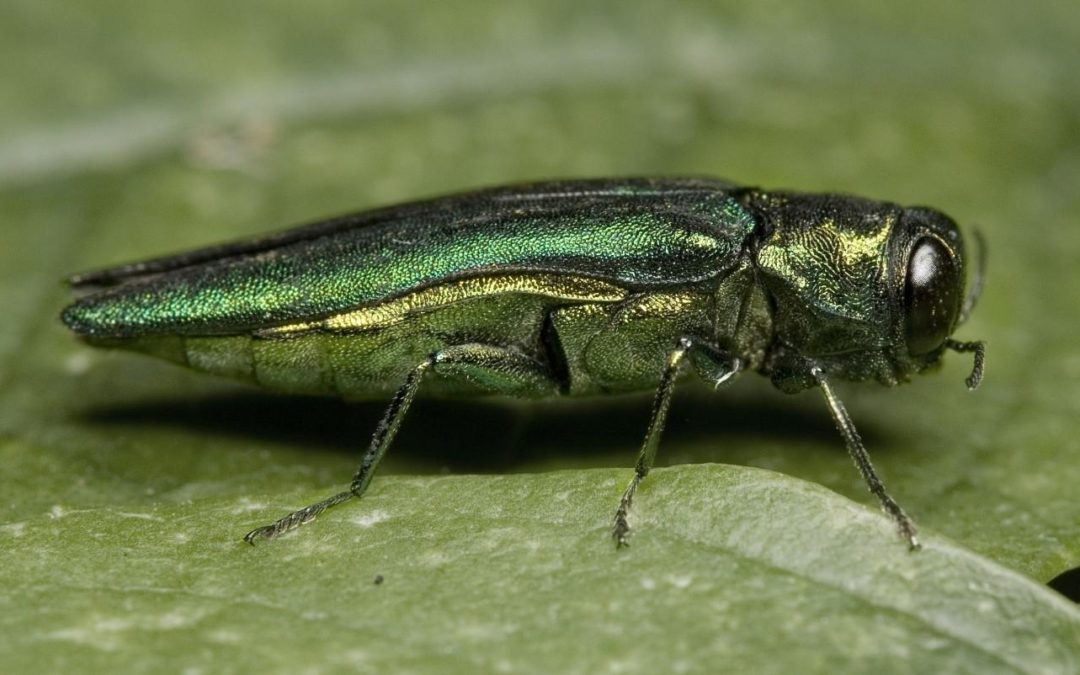 Tree-Killing Beetle Found in Dallas County