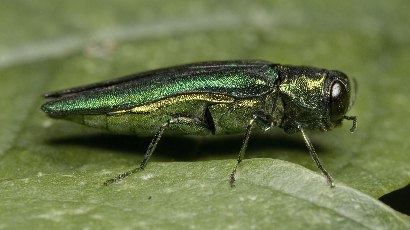 Emerald Ash Borer beetle