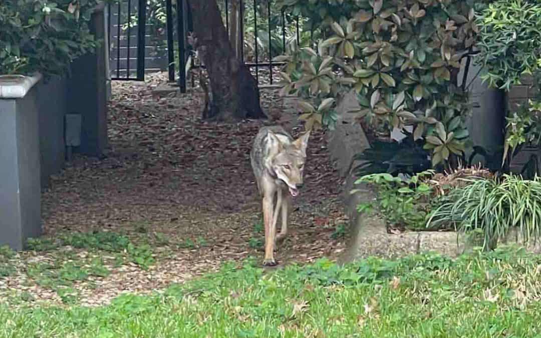 Child Attacked by Coyote in Lake Highlands