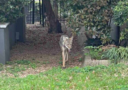 Child Attacked by Coyote in Lake Highlands