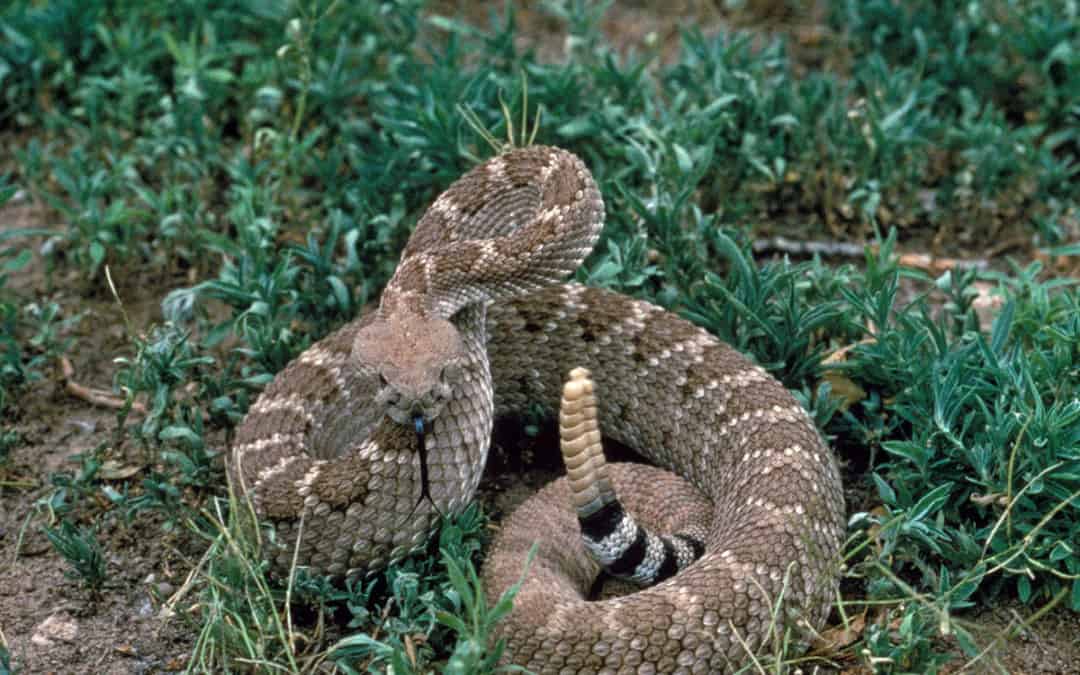 Snake Season in Texas Ramps Up