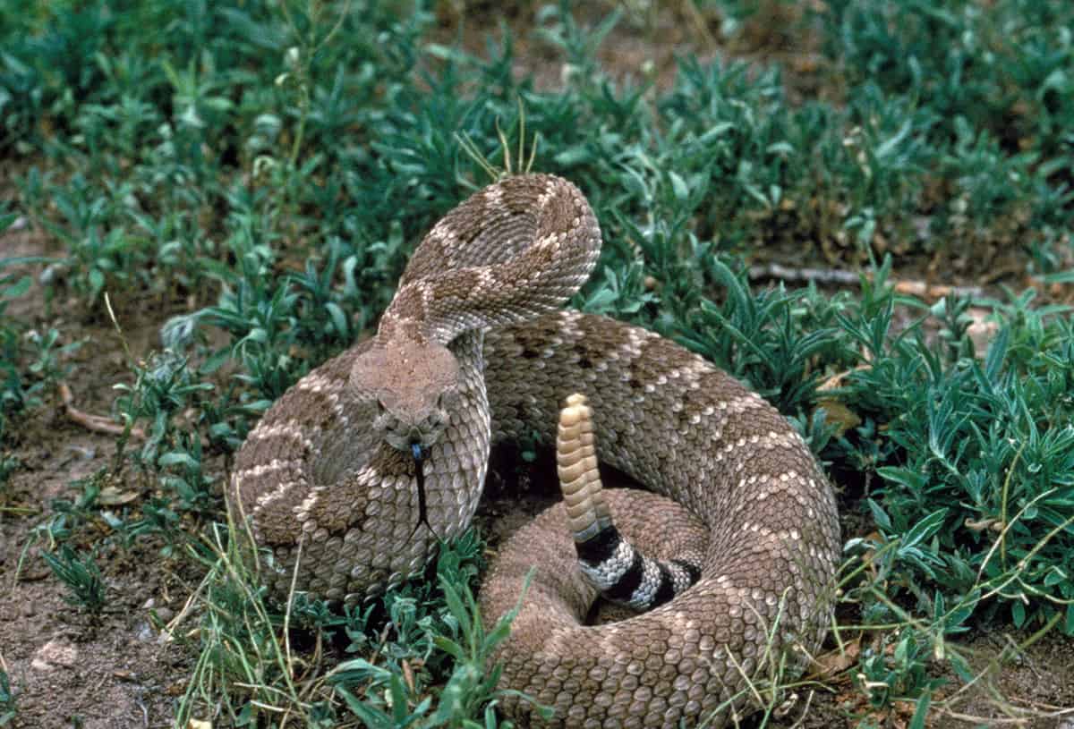 Texas snake