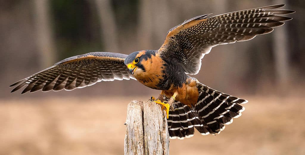 aplomado falcon
