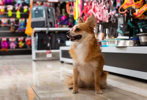 Opinion: May is National Pet Month! And What Does Dallas Do? Bans Pet Sales in Dallas!