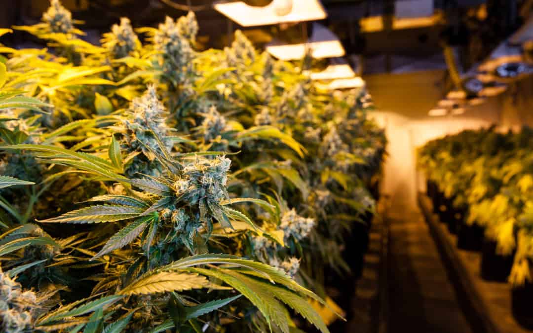 Local Group Seeks to Decriminalize Marijuana