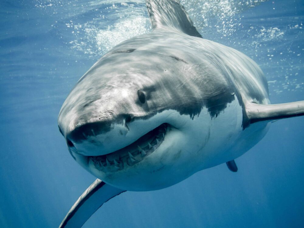 1,000 Pound Great White Near Jersey Shore