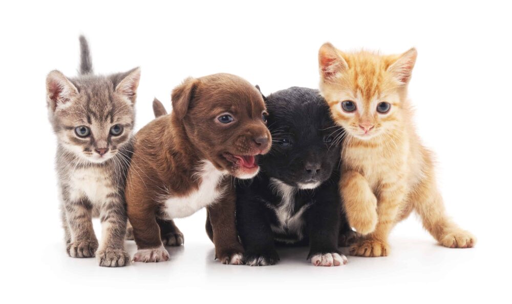 Dallas Bans the Sale of Puppies and Kittens in Pet Stores
