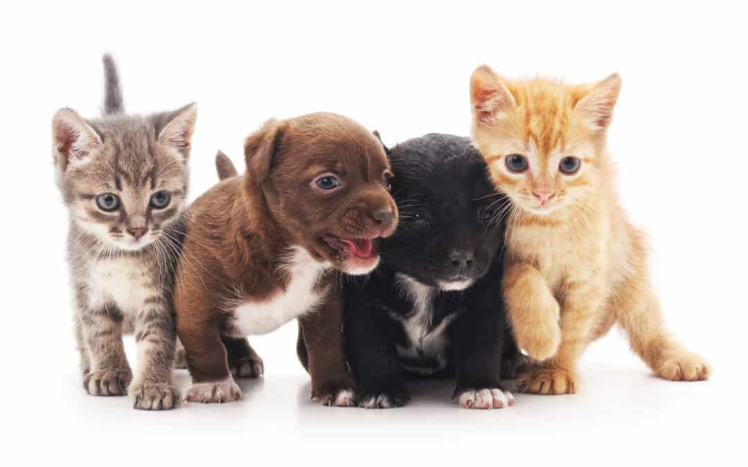 Dallas Bans the Sale of Puppies and Kittens in Pet Stores