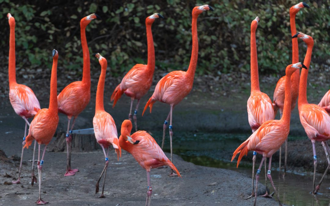 Flamingos Captivate Dallas Zoo Visitors Again