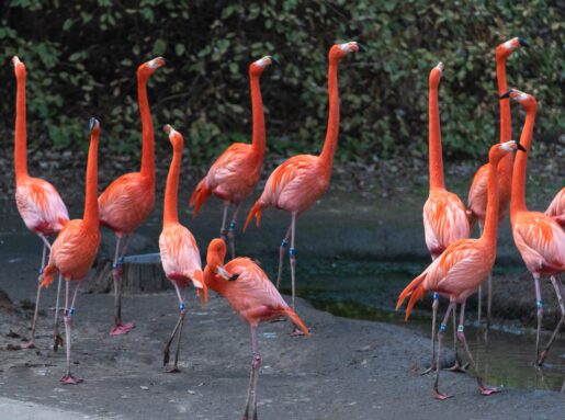 Flamingos Captivate Dallas Zoo Visitors Again