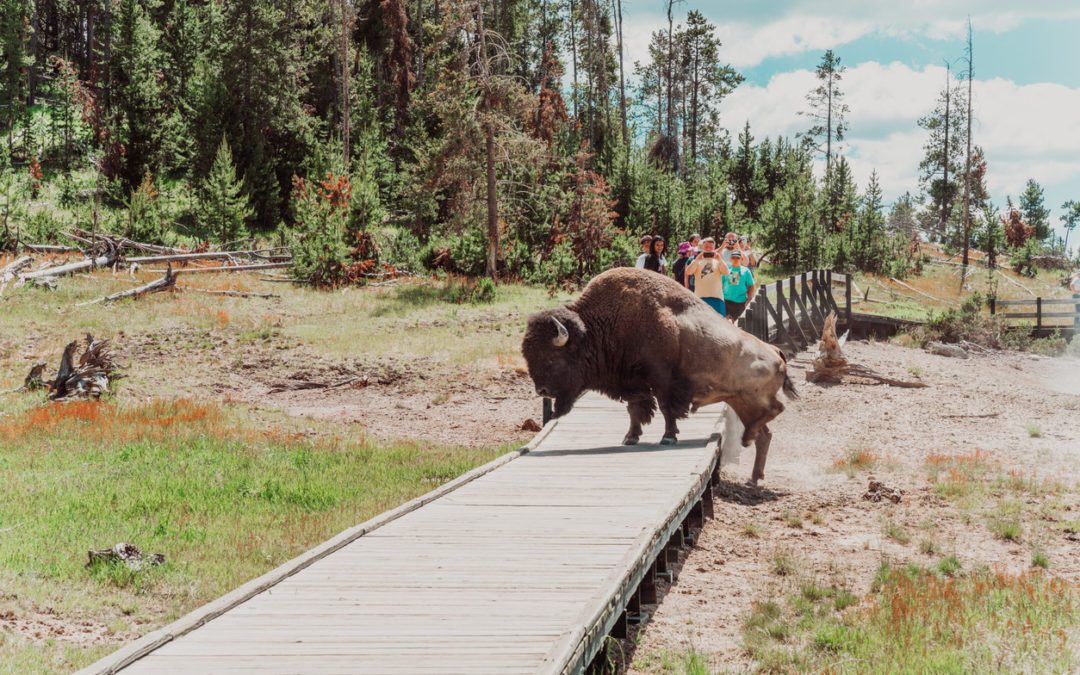 Bison Kills Visitor after Encounter in Yellowstone