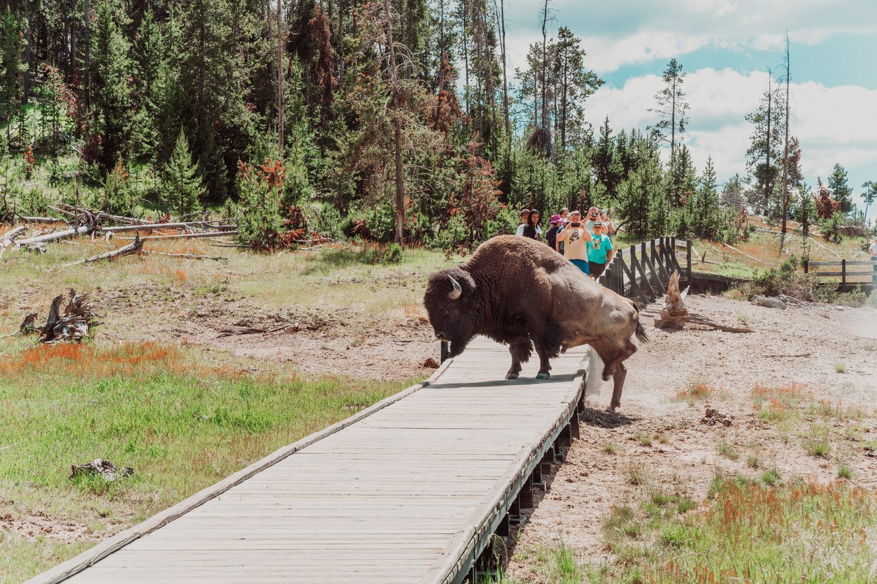 Bison Kills Visitor after Encounter in Yellowstone
