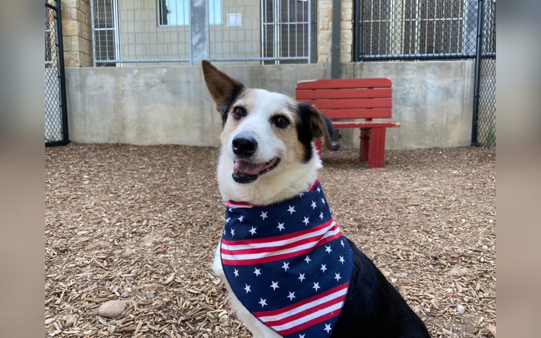 Opinion: Pet Safety Tips for 4th of July Weekend