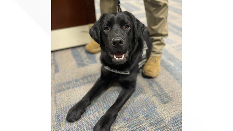 Dallas Introduces First Dog for Detecting Electronic Storage Devices