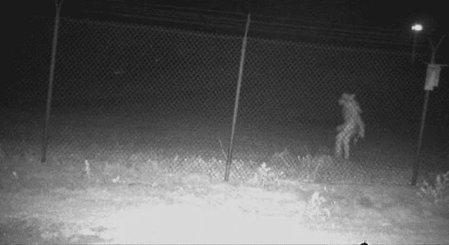 Unidentified Entity Caught on Texas Zoo Camera Puzzles Community