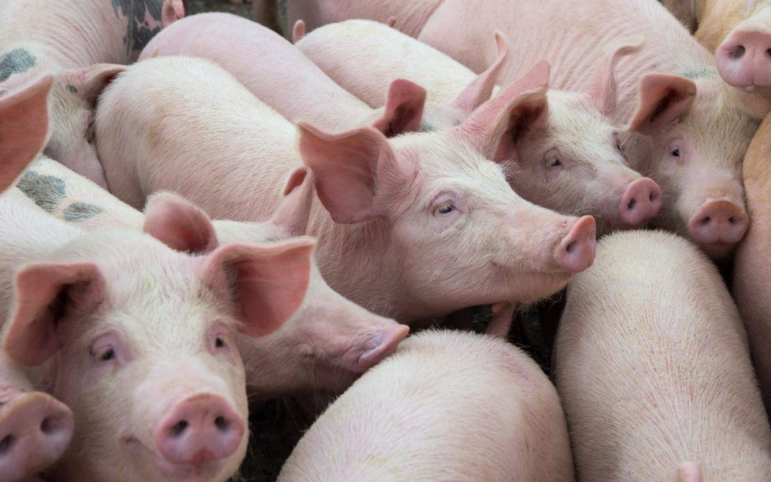 Paxton Supports Challenging California Pork Law