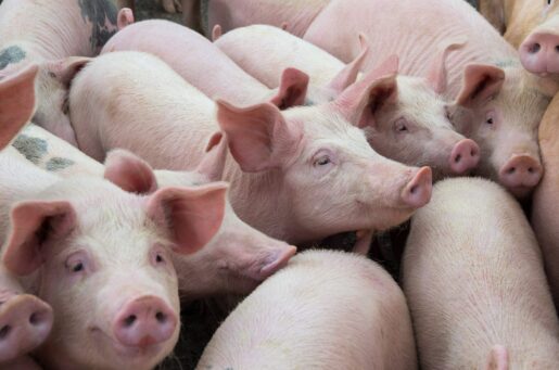 Paxton Supports Challenging California Pork Law