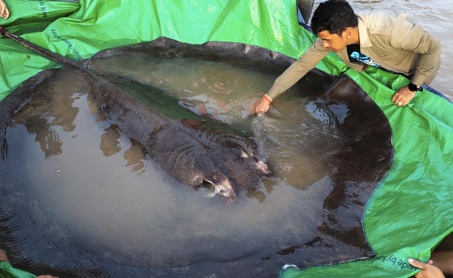 World’s Largest Freshwater Fish Netted in Cambodia
