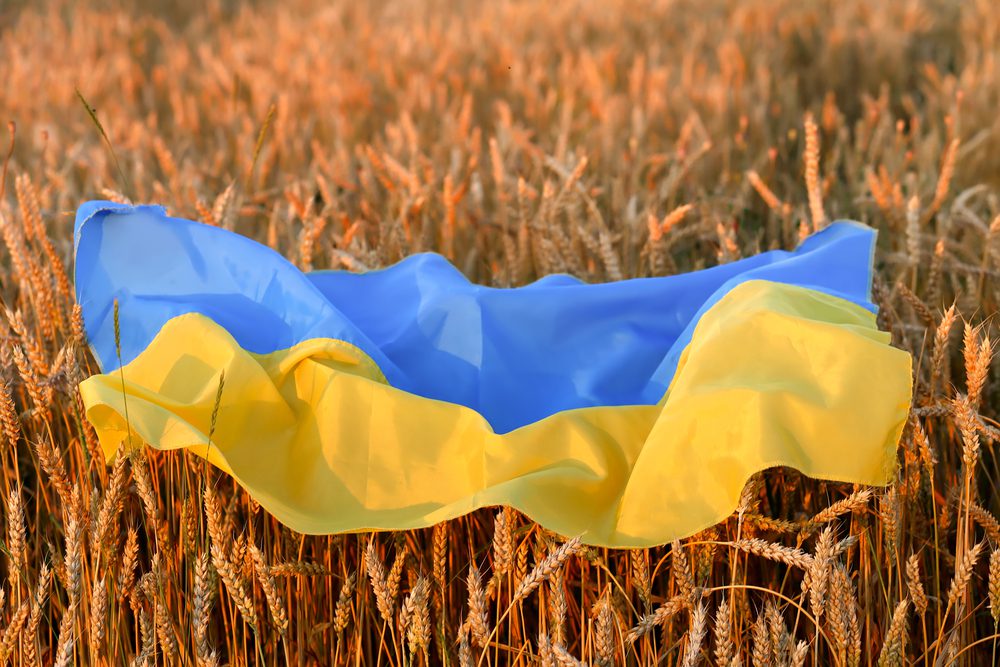 Ukraine Flag on Wheat