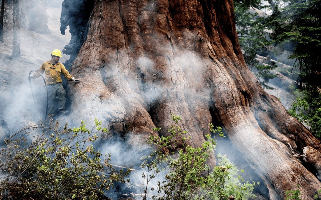 Incendio forestal amenaza antiguas secoyas en Yosemite