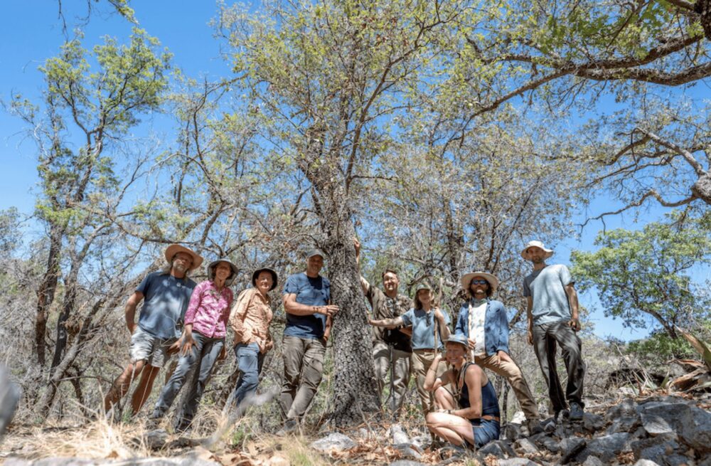 Potential ‘Rarest Oak Tree in the World’ Found in Texas