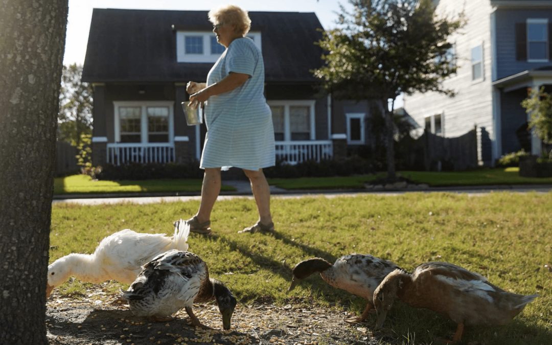 HOA Sues Texas Couple for Feeding Ducks, Seeks to Foreclose Property