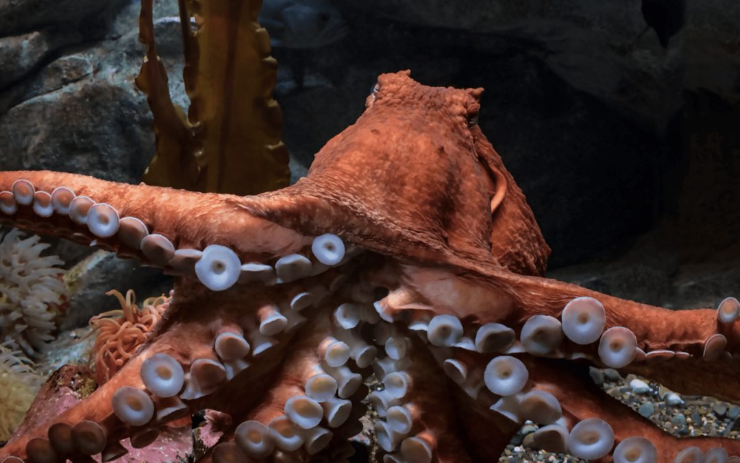 Giant Octopus Joins the Children’s Aquarium Family